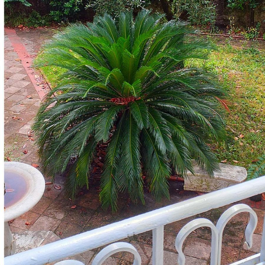 Ferienwohnung Un Giardino A Due Passi Dal Mare La Spezia Exterior foto